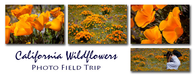 My Artist Loft California Wildflowers Photo Field Trip