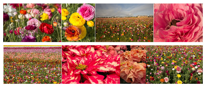 My Artist Loft Flower Fields Photography Workshop