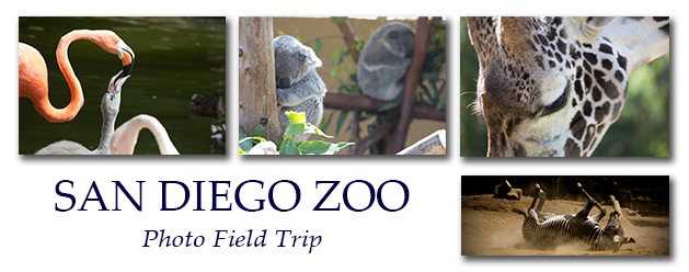 My Artist Loft San Diego Zoo Photo Field Trip