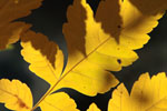 My Artist Loft Fine Art Photograph #MAL1005 by Mary Gulino