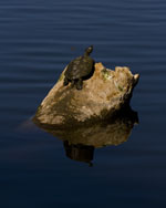 My Artist Loft Fine Art Photograph #MAL1006 by Mary Gulino