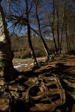 My Artist Loft Fine Art Photograph #MAL1007 by Mary Gulino